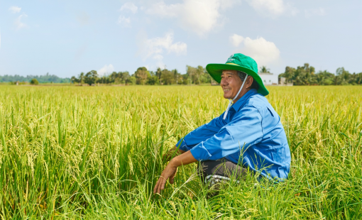 Phân Bón Cà Mau: Đa dạng lựa chọn, sẵn sàng "Bí Kíp" cho vụ Đông Xuân 2024 - 2025