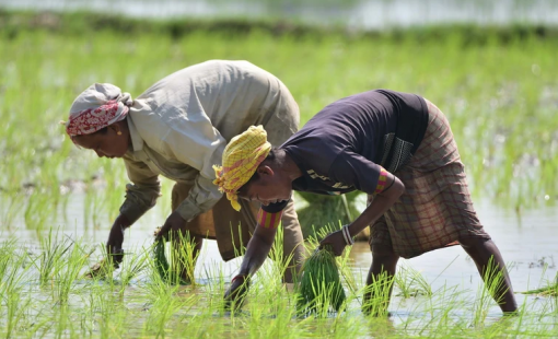 Tỷ lệ xuất khẩu gạo giảm ở các trung tâm lớn châu Á