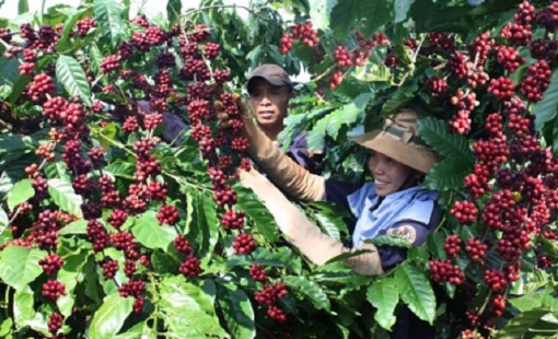 Sau khi lập kỷ lục với hơn 5 tỷ USD, xuất khẩu cà phê đối mặt nhiều khó khăn