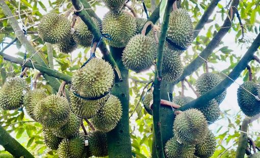 Có lo sầu riêng bị “ế hàng dội chợ”?