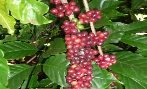 Giá cà phê đang đi ngược với thông lệ thị trường hằng năm