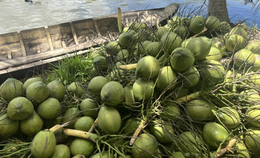 Ngành dừa kỳ vọng xuất khẩu vượt mốc 1 tỷ USD trong năm 2024