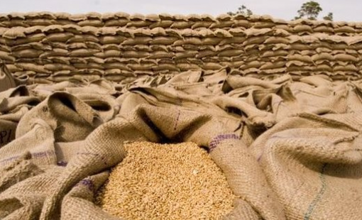 Gạo Việt bất ngờ rớt giá mạnh