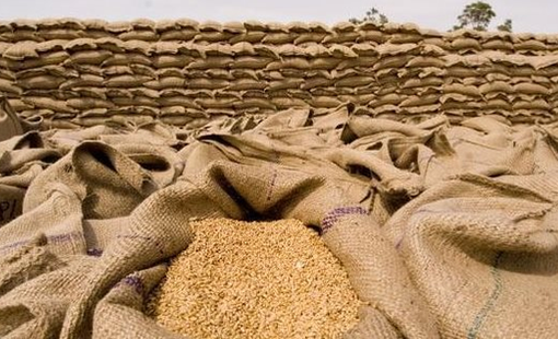Gạo Việt bất ngờ rớt giá mạnh