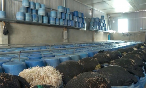 Bách hóa Xanh nói gì về việc giá đỗ ngâm hóa chất được bán tại các cửa hàng ở Đắk Lắk?