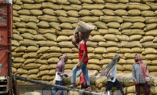 Giá gạo xuất khẩu của Ấn Độ giảm