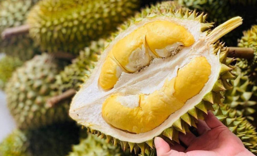 Học theo bầu Đức, một DN cao su trên sàn cũng trồng sầu riêng thu 1 vốn 6 lời