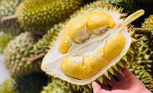 Học theo bầu Đức, một DN cao su trên sàn cũng trồng sầu riêng thu 1 vốn 6 lời