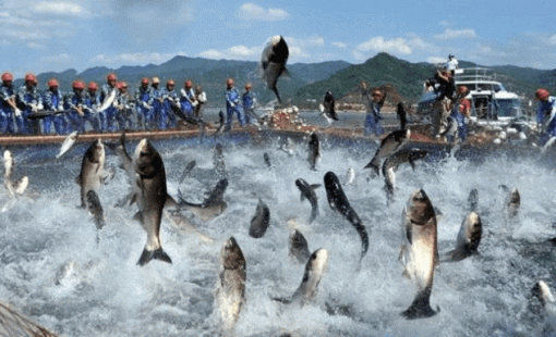 Tiền đổ mạnh vào Nhóm thuỷ sản, cổ phiếu VHC, ANV, ASM tím hàng loạt: Điều gì đang xảy ra?