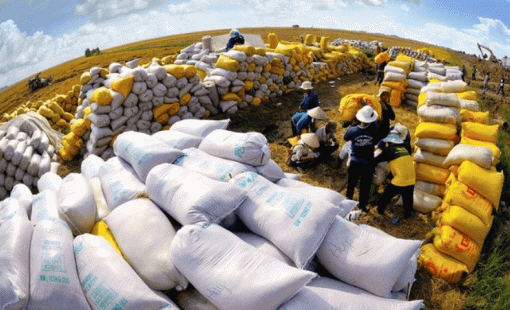 Xuất hiện 1 "cá mập" mua gạo Việt với giá hơn 1.000 USD/tấn: Soán ngôi Trung Quốc trở thành khách hàng lớn thứ 2, nhập khẩu tăng hơn 16.000%