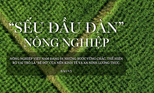 “SẾU ĐẦU ĐÀN” NÔNG NGHIỆP