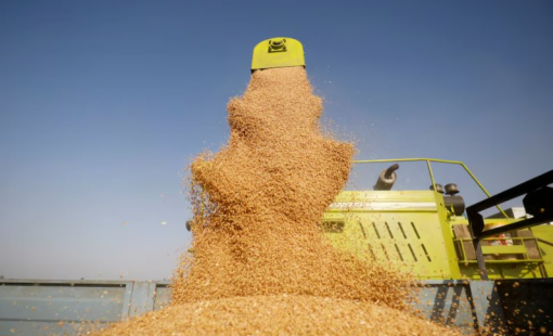 'Hạt ngọc trời' của Việt Nam bất ngờ gây sốt tại quốc gia châu Âu: Xuất khẩu tăng hơn 14.000%, giá cao vượt trội