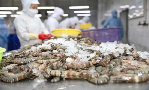 Xuất khẩu tôm Việt Nam qua thị trường Trung Quốc và Mỹ tăng trưởng mạnh