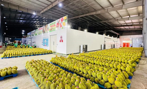 Sầu riêng quyết định mức tăng trưởng kim ngạch xuất khẩu toàn ngành rau quả