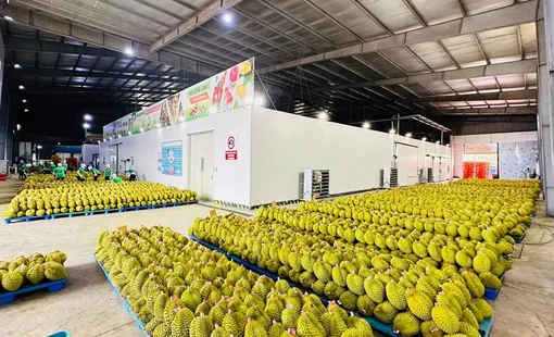 Sầu riêng quyết định mức tăng trưởng kim ngạch xuất khẩu toàn ngành rau quả