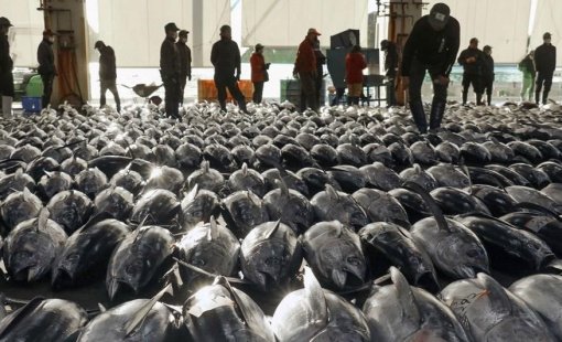 Việt Nam sở hữu bảo bối dưới nước được phương Tây cực "thèm khát": xuất khẩu tăng phi mã, nằm trong top 3 "ông trùm" thế giới