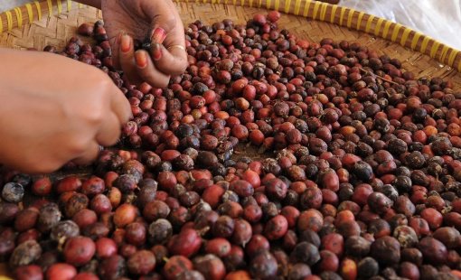 Giá ca cao, cà phê cao kỷ lục chỉ là nhất thời?