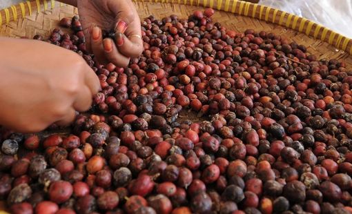 Giá ca cao, cà phê cao kỷ lục chỉ là nhất thời?