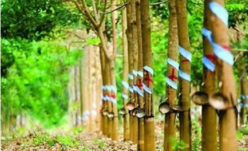 Cao su Cường Thịnh đưa dư nợ trái phiếu về zero, dù báo lỗ liên tục