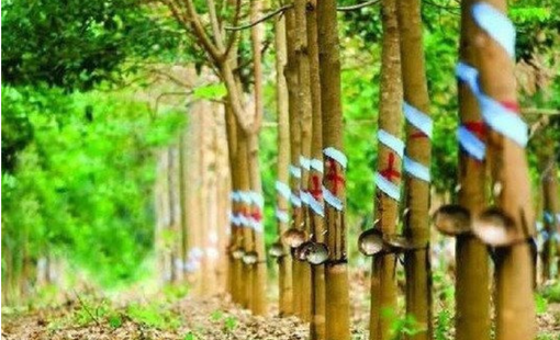 Cao su Cường Thịnh đưa dư nợ trái phiếu về zero, dù báo lỗ liên tục