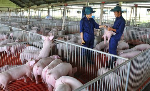 Giá heo tăng, cổ phiếu của các doanh nghiệp chăn nuôi tăng mạnh