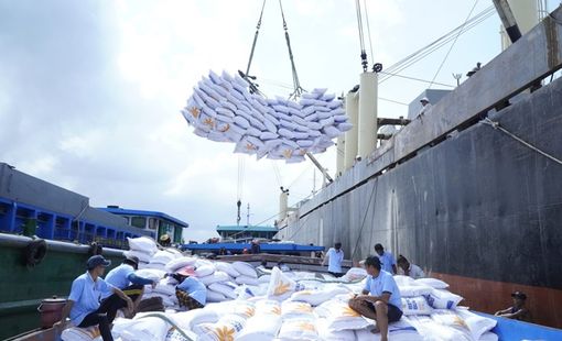 Thầu 300 ngàn tấn gạo Bulog: Doanh nghiệp Việt Nam chào giá thấp so với các nước