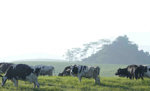 Doanh nghiệp sữa lâu đời nhất Việt Nam làm ăn thế nào trước thềm “chuyển nhà” sang HoSE?