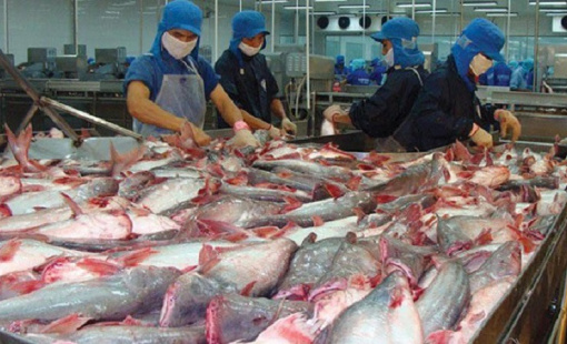Giá xuất khẩu cá tra dự báo tăng khoảng 10% trong nửa cuối năm nay
