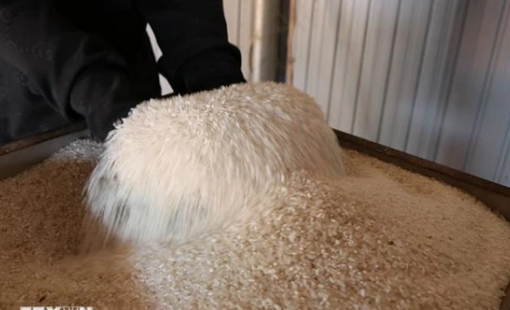 Giá gạo tăng vọt tại các siêu thị Nhật Bản