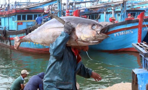 Cần "gỡ vướng" cho doanh nghiệp xuất khẩu cá ngừ