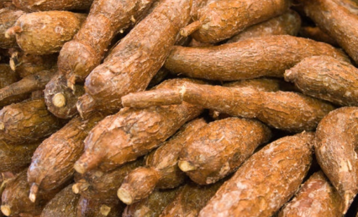 Trung Quốc chi hơn nửa tỷ USD để mua 1,13 triệu tấn sắn và sản phẩm từ sắn của Việt Nam