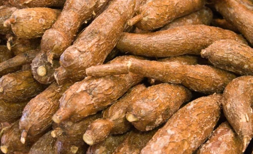 Trung Quốc chi hơn nửa tỷ USD để mua 1,13 triệu tấn sắn và sản phẩm từ sắn của Việt Nam
