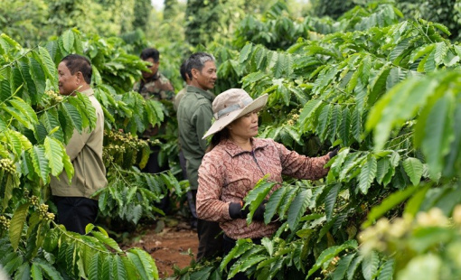 Nông nghiệp tái sinh giúp tăng năng suất cây trồng và giảm phát thải khí nhà kính