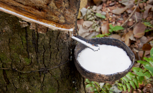 Biến động giá xuất khẩu cao su khi nhu cầu thị trường nhập khẩu lớn nhất của Việt Nam suy yếu