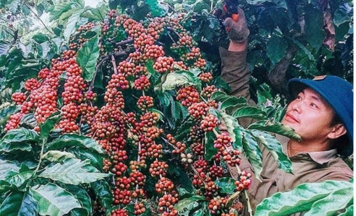 Xuất khẩu cà phê đã mang về hơn 3 tỷ USD sau nửa năm
