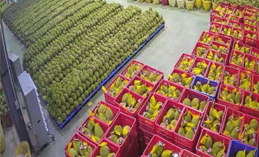 Sầu riêng xuất khẩu tăng giá, cần hạn chế tình trạng "bẻ kèo"