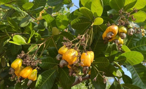 Xuất khẩu điều nhân tăng trưởng tốt nhưng nhiều nhà máy kinh doanh kém hiệu quả