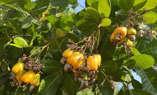 Xuất khẩu điều nhân tăng trưởng tốt nhưng nhiều nhà máy kinh doanh kém hiệu quả