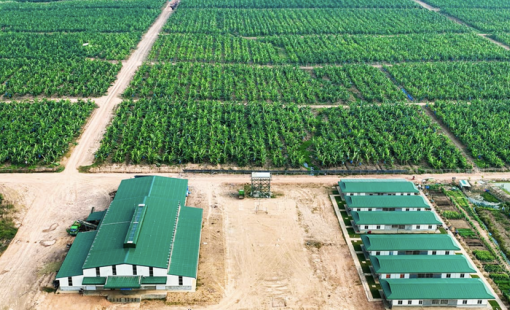 Diễn biến mới tại cổ phiếu nông nghiệp Thaco nắm giữ vài chục % nhưng đánh cược rất nhiều vào doanh nghiệp này