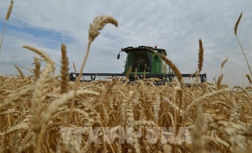 Nga khẳng định sẽ đáp ứng các cam kết về xuất khẩu ngũ cốc