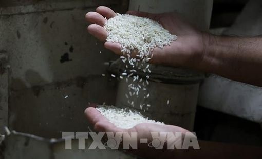 Nguồn cung dồi dào, giá gạo Việt Nam giảm