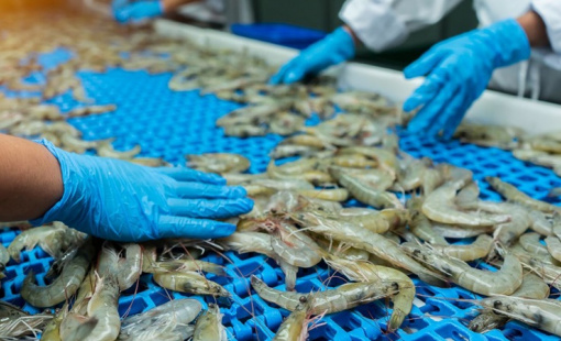 Cạnh tranh gay gắt với Ecuador và Ấn Độ, dự báo xuất khẩu tôm "gặp khó" tại thị trường Trung Quốc