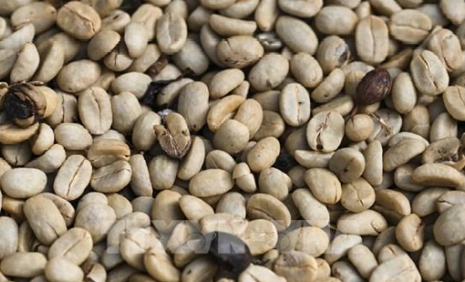 Những “cơn gió ngược” cho thị trường cà phê châu Âu