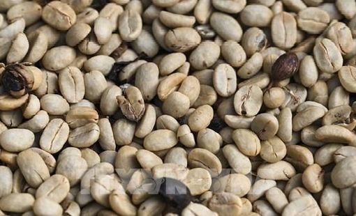 Những “cơn gió ngược” cho thị trường cà phê châu Âu