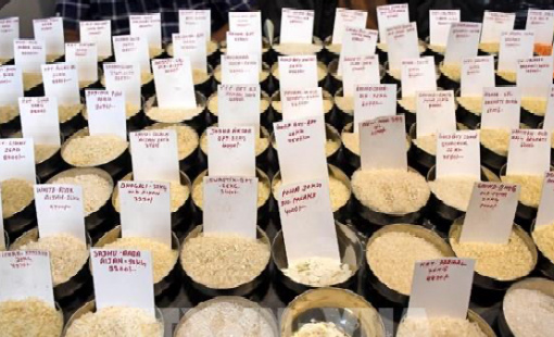 Ấn Độ có kế hoạch nới lỏng hạn chế xuất khẩu gạo