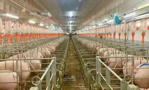 Hoàng Anh Gia Lai thế chấp gần 166 triệu cổ phần công ty chăn nuôi để đảm bảo cho khoản vay 1.050 tỷ đồng