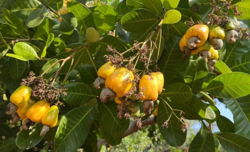 Giá bình quân xuất khẩu nhân điều đạt mức cao nhất kể từ tháng 9/2022