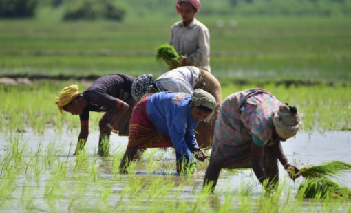 Giá gạo trên thị trường châu Á tiếp tục giảm trong tuần qua