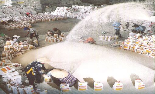 Indonesia đấu thầu mua 320.000 tấn gạo, giá gạo xuất khẩu sẽ tăng