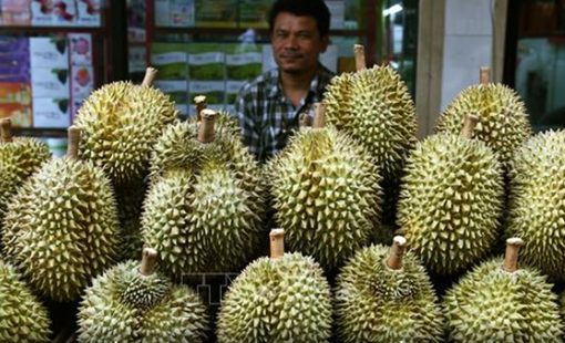 Sầu riêng Thái Lan cạnh tranh với sầu riêng các nước Đông Nam Á